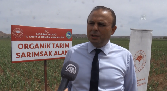 Tuz Gölü Havzasında Yetiştirilen Sarımsakta Yüksek Rekolte Hedefleniyor