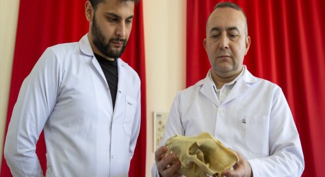 Aksaray Malaklısı Yurt Dışında Tanıtıldı