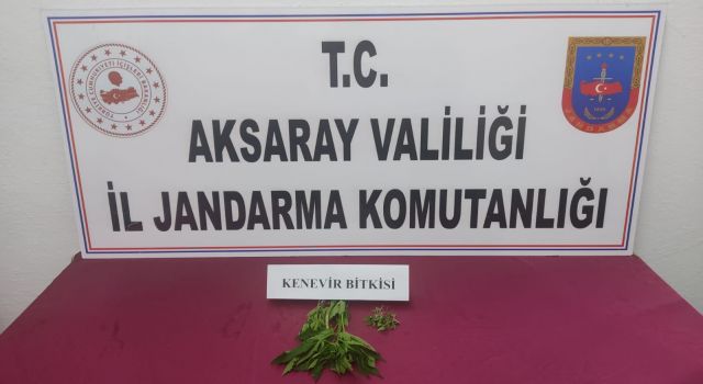 Güzelyurt’ta Kenevir Operasyonu