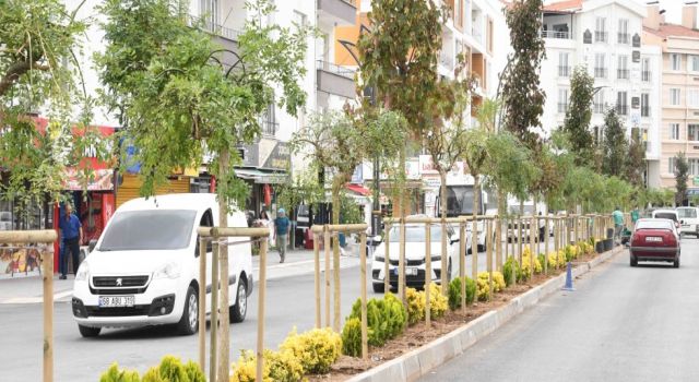 Ağaç Çeşitliliği Arttırılıyor