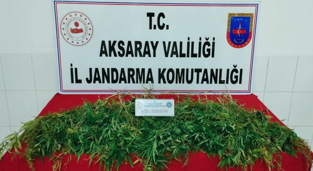 Mısır Tarlasında 483 Kök Kenevir Bulundu