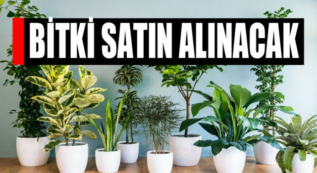 Bitki Satın Alınacak