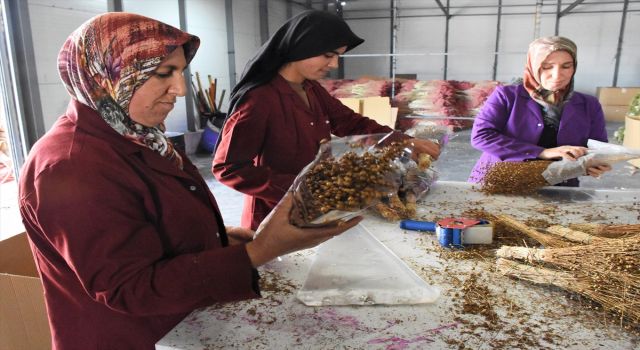 Kadınların Elinde Şekillenen Bitkiler Süs Eşyası Olarak Hollanda'ya Gönderiliyor