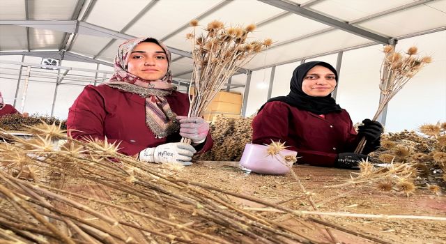 Üniversiteli Gençler Ekmeğini Dikenli Bitkilerden Çıkarıyor