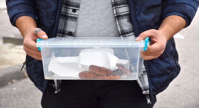 Durdurulan Otomobilde 2 Boa Yılanı Ele Geçirildi