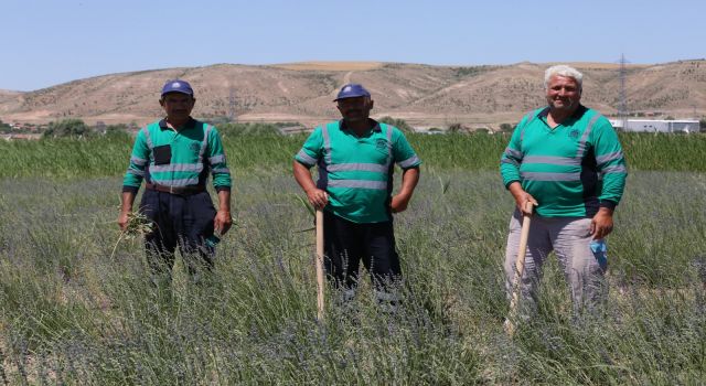 DİNÇER; “LAVANTA BAHÇEMİZ ŞEHRİMİZİN SÜSÜ OLDU’’