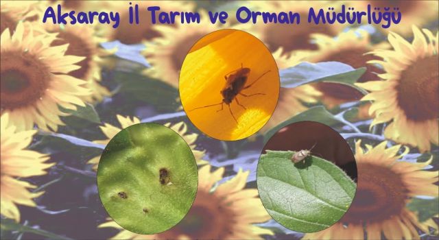 Ayçiçeğinde Tahtakurusuna Dikkat!