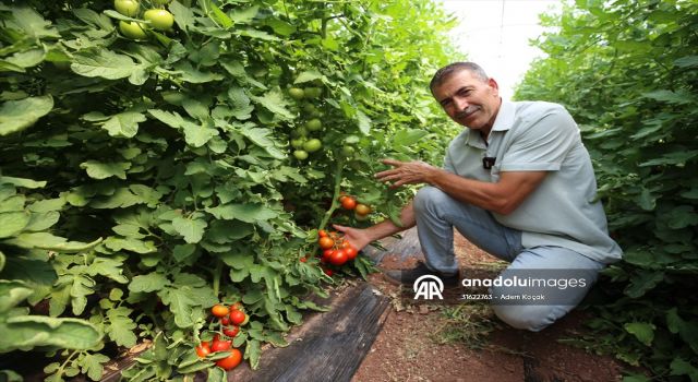 Hibeden Yararlanan Çiftçi, 20 Tonluk Sebze Üretimini 100 Tona Çıkardı