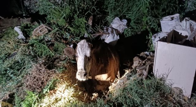 Çukura Düşen İneğin Yardımına AFAD Koştu