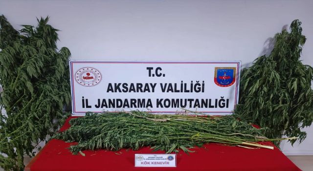Jandarma 52 Kök Kenevir Ele Geçirdi