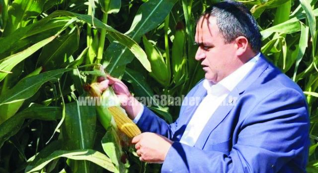 Mısır Fiyatı Hayal Kırıklığı Yarattı