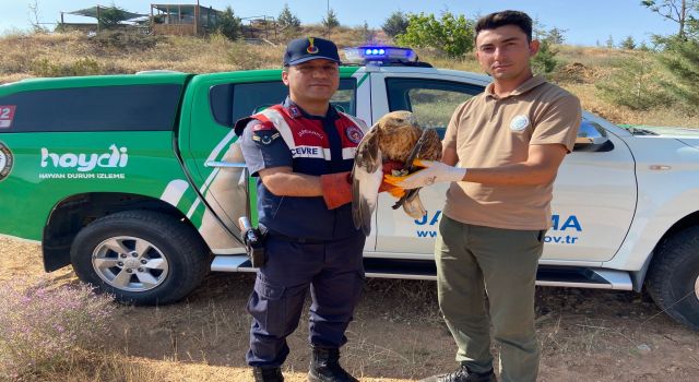 Sıcaktan Etkilenen Kızıl Şahine Jandarma Şefkati