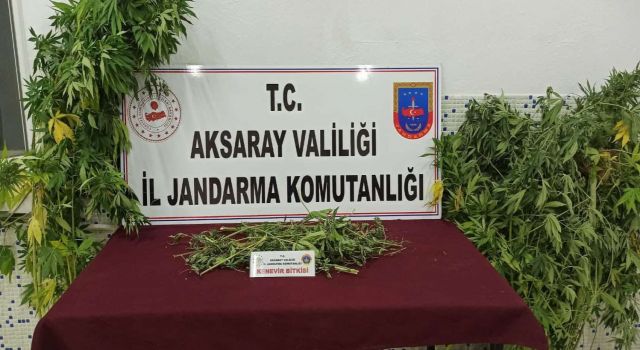 Güzelyurt’ta Kenevir Operasyonu: 1 Gözaltı