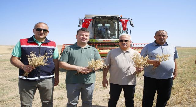 Aksaray Belediyesine Ait Nohut Tarlasında Hasat Başladı