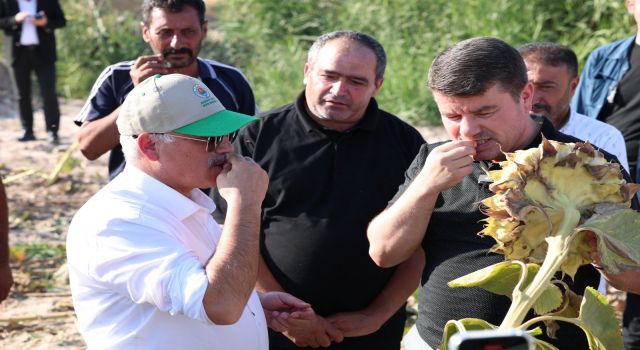 Tarlada Üreticiyle Hasat Yaptılar