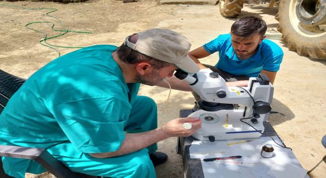 Aksaray Üniversitesi’nden Genetik Devrim: Süt Alerjenini Taşımayan Buzağılar Doğdu