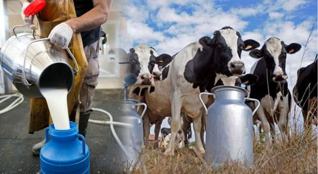 Süt Üretimi Geçen Yıla Göre Azalmaya Başladı