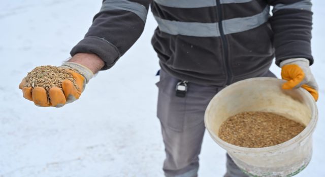 Soğuk ve Karlı Günlerde Doğadaki Kuşlar Unutulmadı