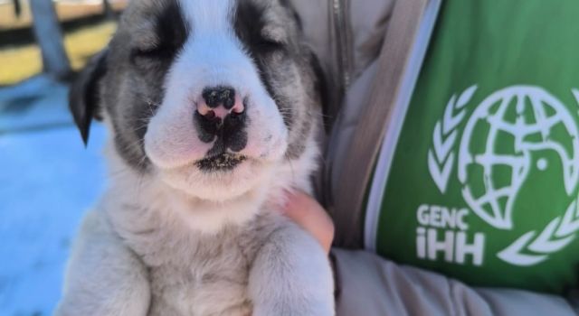 İHH Gönüllülerinden, Sokak Hayvanlarına Mama Desteği