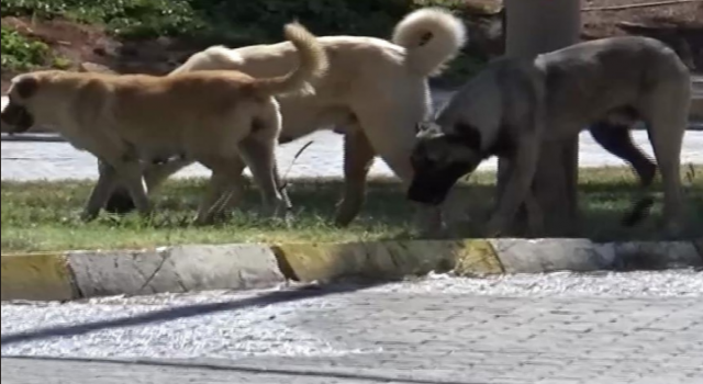 Vatandaşlar, Köy ve Kasabalardan Taşınan Köpeklerden Şikayetçi