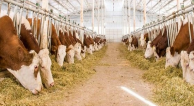 Hayvancılıkta 12’inci Sıradayız