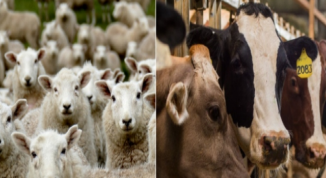 Şap İddiaları Endişeyi Arttırdı