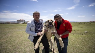Çoban Köpeği Aksaray Malaklısı Özenle Yetiştiriliyor