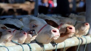 Kurban Organizasyonu Hizmeti Alınacak