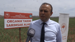Tuz Gölü Havzasında Yetiştirilen Sarımsakta Yüksek Rekolte Hedefleniyor