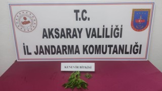 Güzelyurt’ta Kenevir Operasyonu
