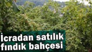 İcradan Satılık Fındık Bahçesi