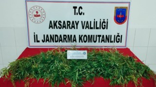 Mısır Tarlasında 483 Kök Kenevir Bulundu