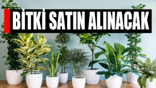 Bitki Satın Alınacak