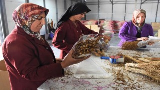 Kadınların Elinde Şekillenen Bitkiler Süs Eşyası Olarak Hollanda'ya Gönderiliyor