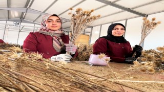 Üniversiteli Gençler Ekmeğini Dikenli Bitkilerden Çıkarıyor
