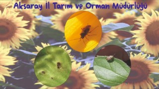 Ayçiçeğinde Tahtakurusuna Dikkat!