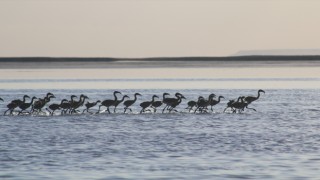 Flamingo Yavruları Tuz Gölü'nde Büyüyor