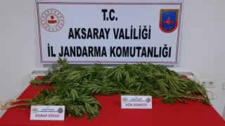 Jandarmanın Uyuşturucu Savaşı Sürüyor