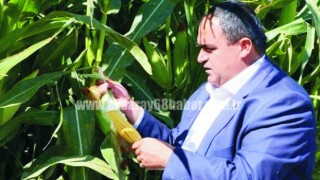 Mısır Fiyatı Hayal Kırıklığı Yarattı