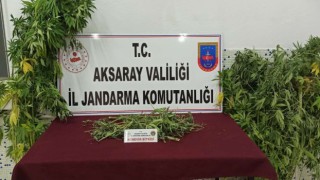 Güzelyurt’ta Kenevir Operasyonu: 1 Gözaltı