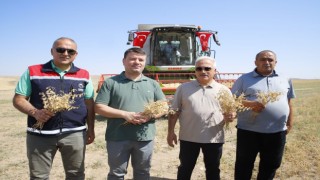 Aksaray Belediyesine Ait Nohut Tarlasında Hasat Başladı