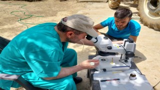 Aksaray Üniversitesi’nden Genetik Devrim: Süt Alerjenini Taşımayan Buzağılar Doğdu