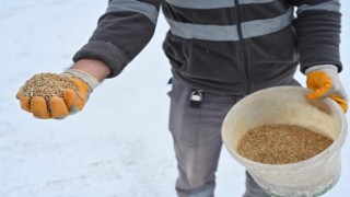 Soğuk ve Karlı Günlerde Doğadaki Kuşlar Unutulmadı
