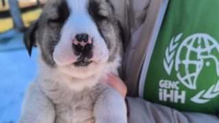 İHH Gönüllülerinden, Sokak Hayvanlarına Mama Desteği