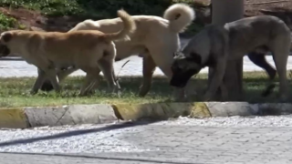 Vatandaşlar, Köy ve Kasabalardan Taşınan Köpeklerden Şikayetçi