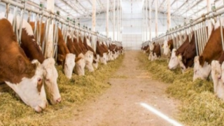 Hayvancılıkta 12’inci Sıradayız