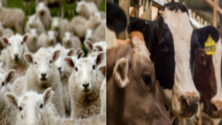 Şap İddiaları Endişeyi Arttırdı