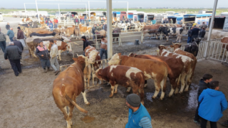 Hayvan Pazarı Bayramın İkinci Gününe Kadar Açık Olacak