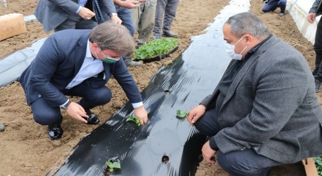 İç Anadolu'nun Çukurova'sında devlet desteğiyle üretim artarak sürüyor