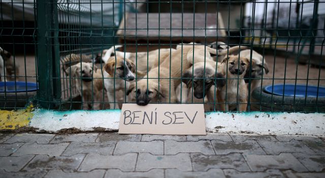 Aksaray Belediyesi Hayvan Barınağından Sosyal Mesaj